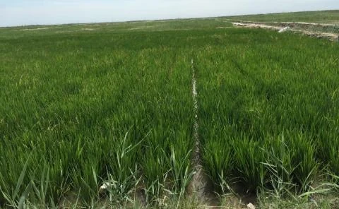 Jilin Province Rice Trial: 182% Yield Increase on Saline-Alkali Soil with an ABI Microbial Soil Amendment