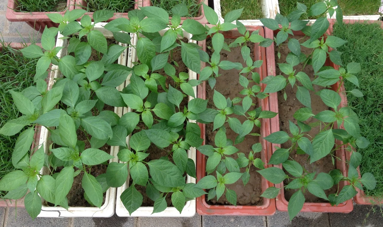 ABI-treated seedlings on the left, untreated control on the right