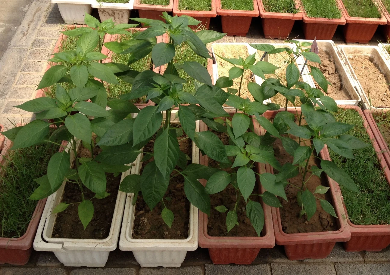 ABI-treated seedlings on the left, untreated control on the right