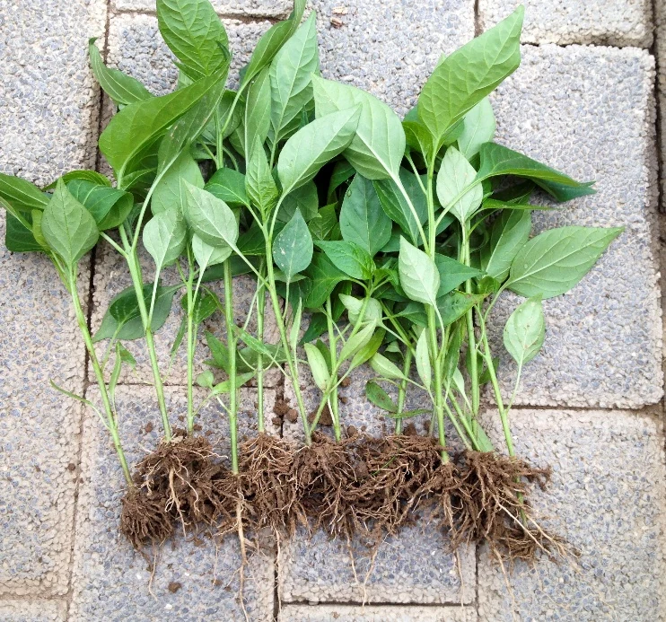 Untreated control roots