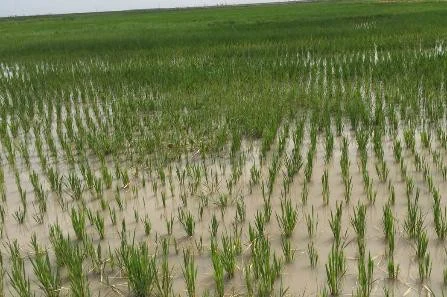 Untreated control field
