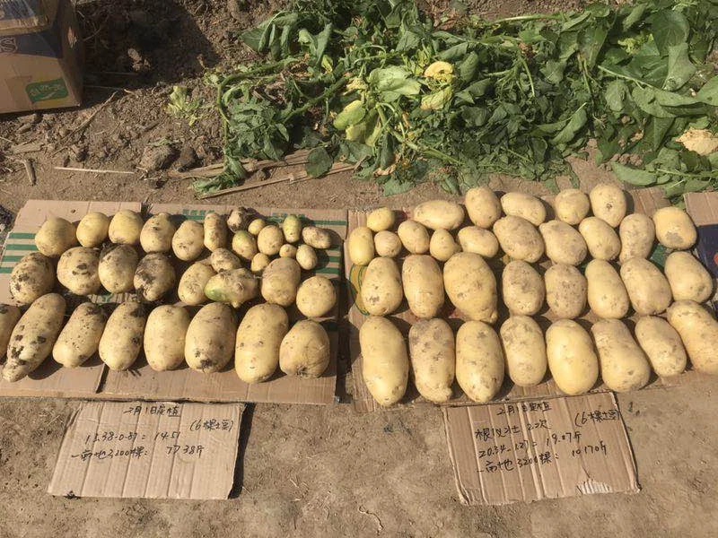 Shandong Potato Trial: 31% Higher Yield with an ABI Multi-Strain Biofertilizer