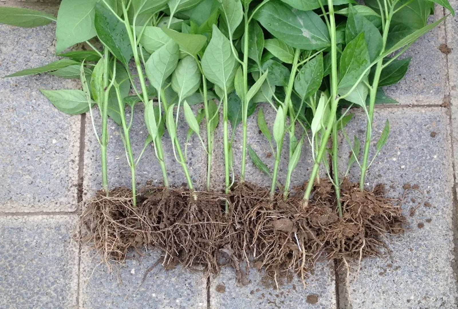 Independent Lab Pepper Trial: 39% More Root Mass and 100% Transplant Survival with an ABI Multi-Strain Inoculant