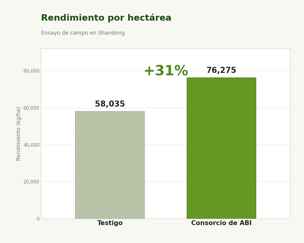Rendimiento por hectárea, un aumento del 31 por ciento sobre el testigo sin tratar