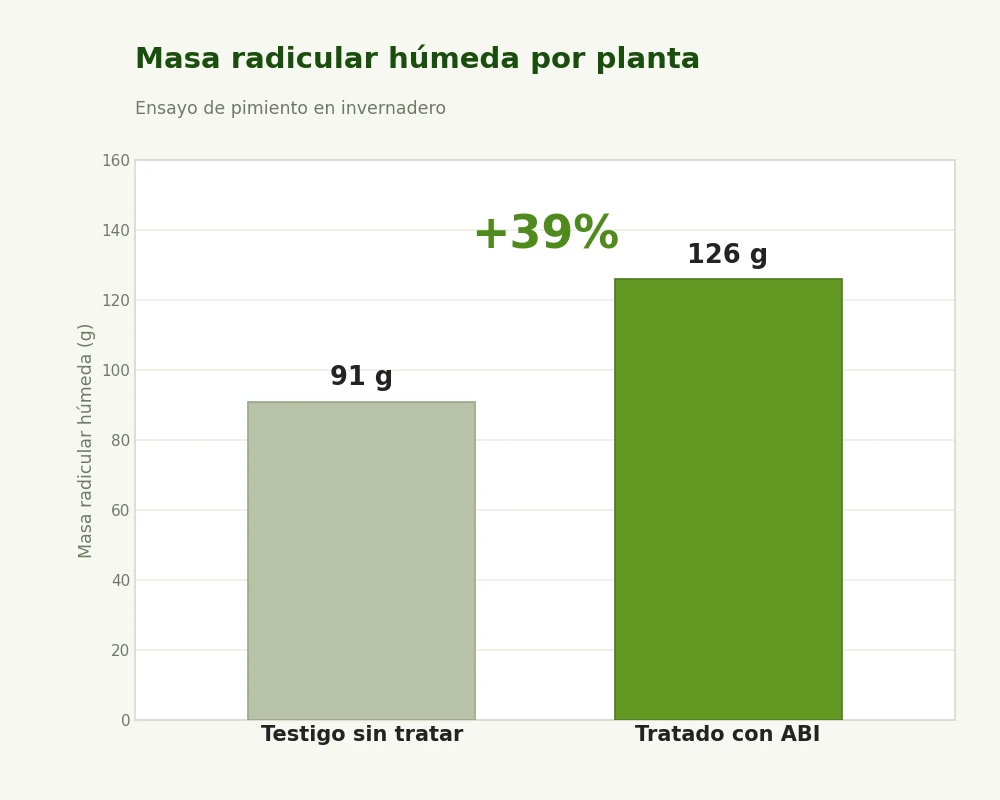 Masa radicular húmeda por planta, un aumento del 39%