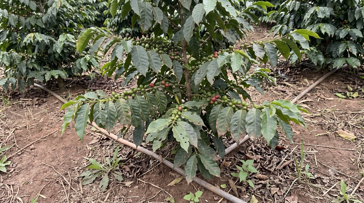 Ensayo de café orgánico: más vigor y 5.6% más de producción con un biofertilizante de ABI