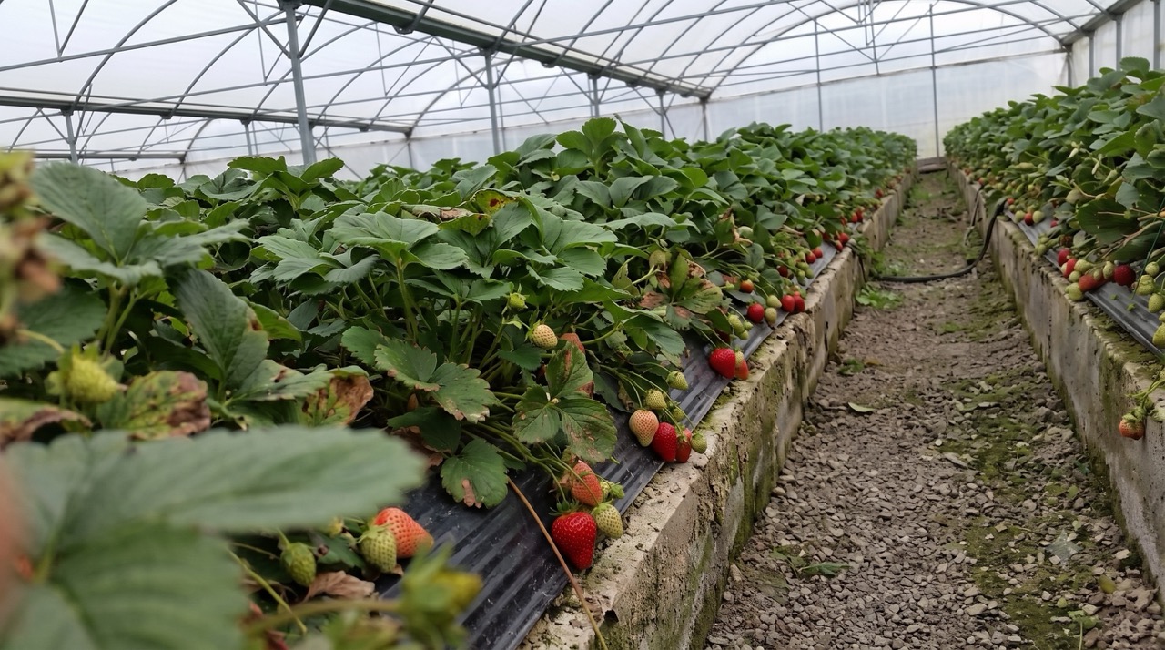 Ensayo de fresa en invernadero: 26% más de producción y mayor Brix con un biofertilizante microbiano de ABI