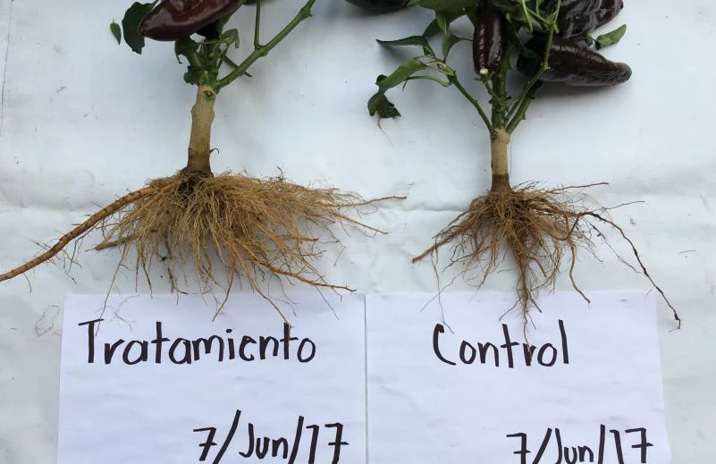 Las plantas tratadas desarrollaron raíces más grandes que el testigo