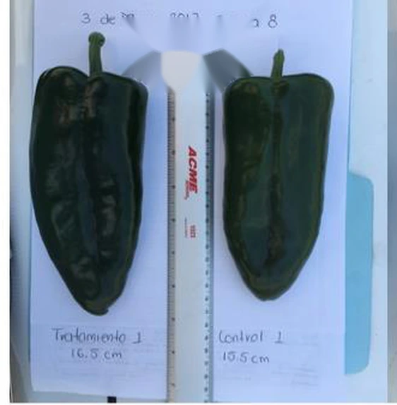 El fruto muestreado midió 16.5 cm tratado vs 15.5 cm testigo