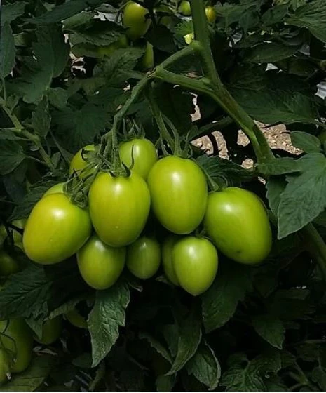 Prueba en Tomate de Invernadero, Querétaro: 41% Más Rendimiento y $572 Más por Corte con el Biofertilizante Microbiano ABI