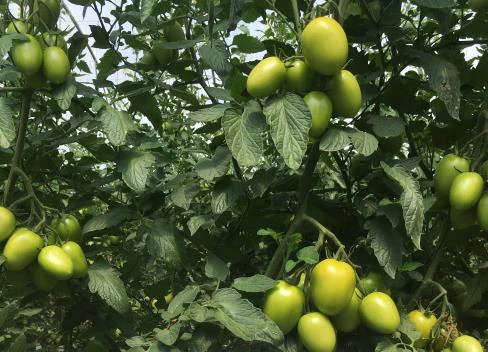 Planta tratada con ABI a las 16 semanas, más follaje y más fruto