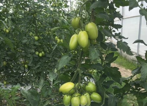 Planta testigo sin tratar a las 16 semanas