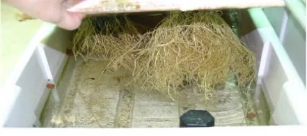 Masa radicular del testigo sin tratar, 91.1 g