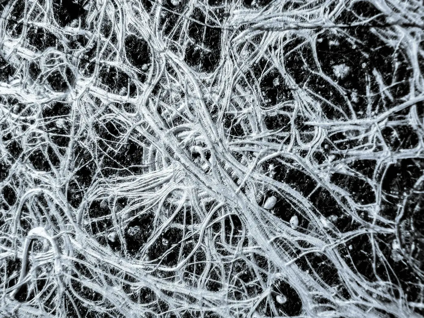 Crop roots colonized by arbuscular mycorrhizal fungi (endomycorrhizae) extending hyphae into the soil to improve phosphorus and water uptake.