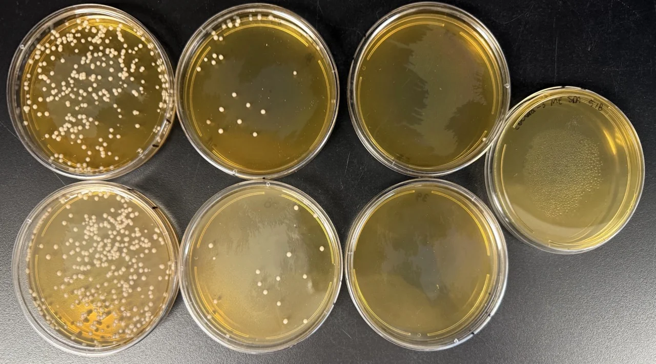 Serial dilution plate count at ABI's lab: agar plates with bacterial colonies at successive dilutions, the standard method for measuring colony forming units (CFU) in a microbial inoculant.