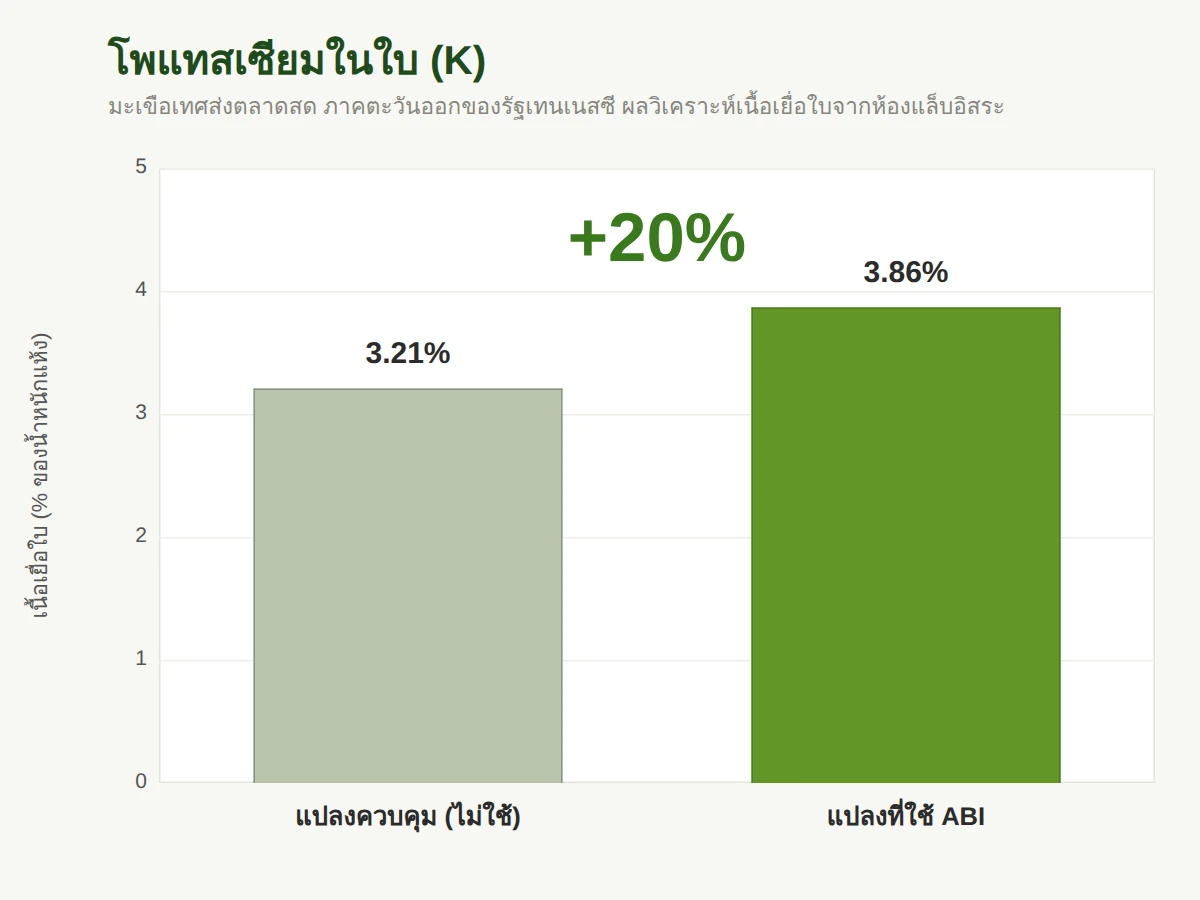 โพแทสเซียมในใบมะเขือเทศ เพิ่มขึ้น 20 เปอร์เซ็นต์ (3.21% เป็น 3.86%)