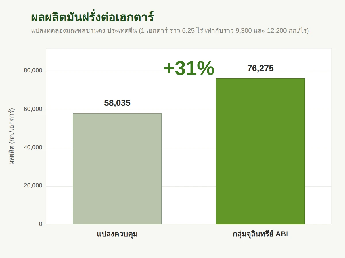 ผลผลิตมันฝรั่งต่อเฮกตาร์หรือต่อไร่ เพิ่มขึ้น 31 เปอร์เซ็นต์เทียบกับแปลงควบคุม