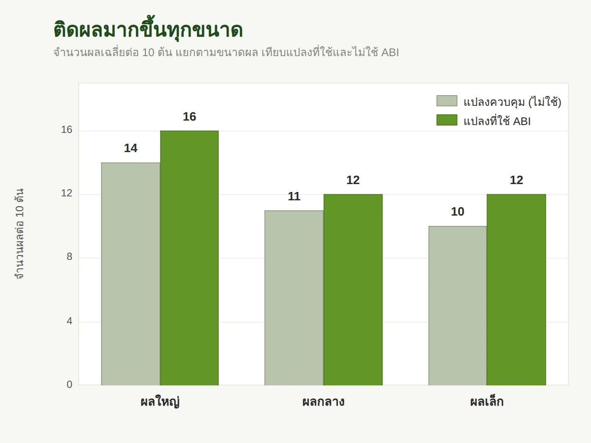 แปลงที่ใช้ได้ผลพริกมากขึ้นทุกเกรดขนาด