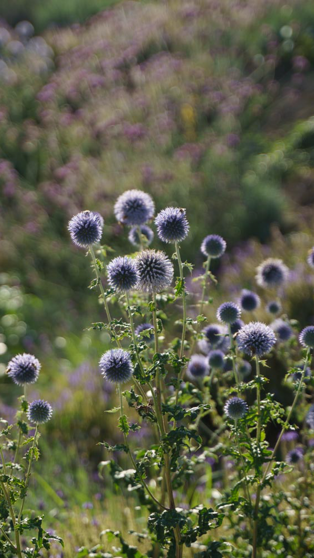 Blühende Kugeldisteln (Echinops) in einer naturnahen Staudenpflanzung, umgeben von weichem Licht und sanften Violett- und Grüntönen im Hintergrund.