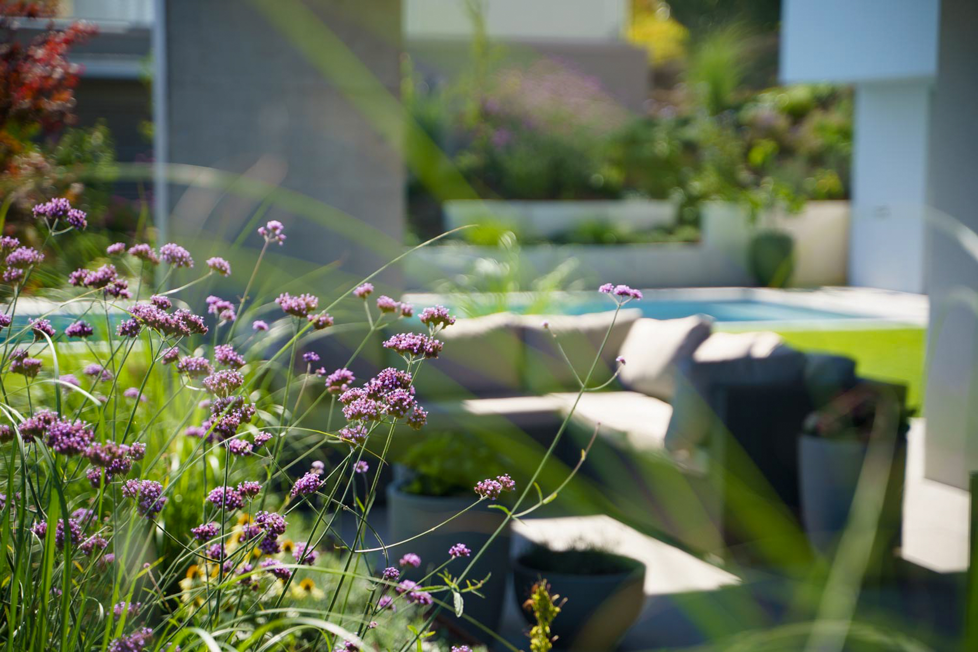 Blühendes Eisenkraut (Verbena bonariensis) im Vordergrund eines modernen Hausgartens mit Lounge-Bereich, Pool und naturnaher Staudenbepflanzung.