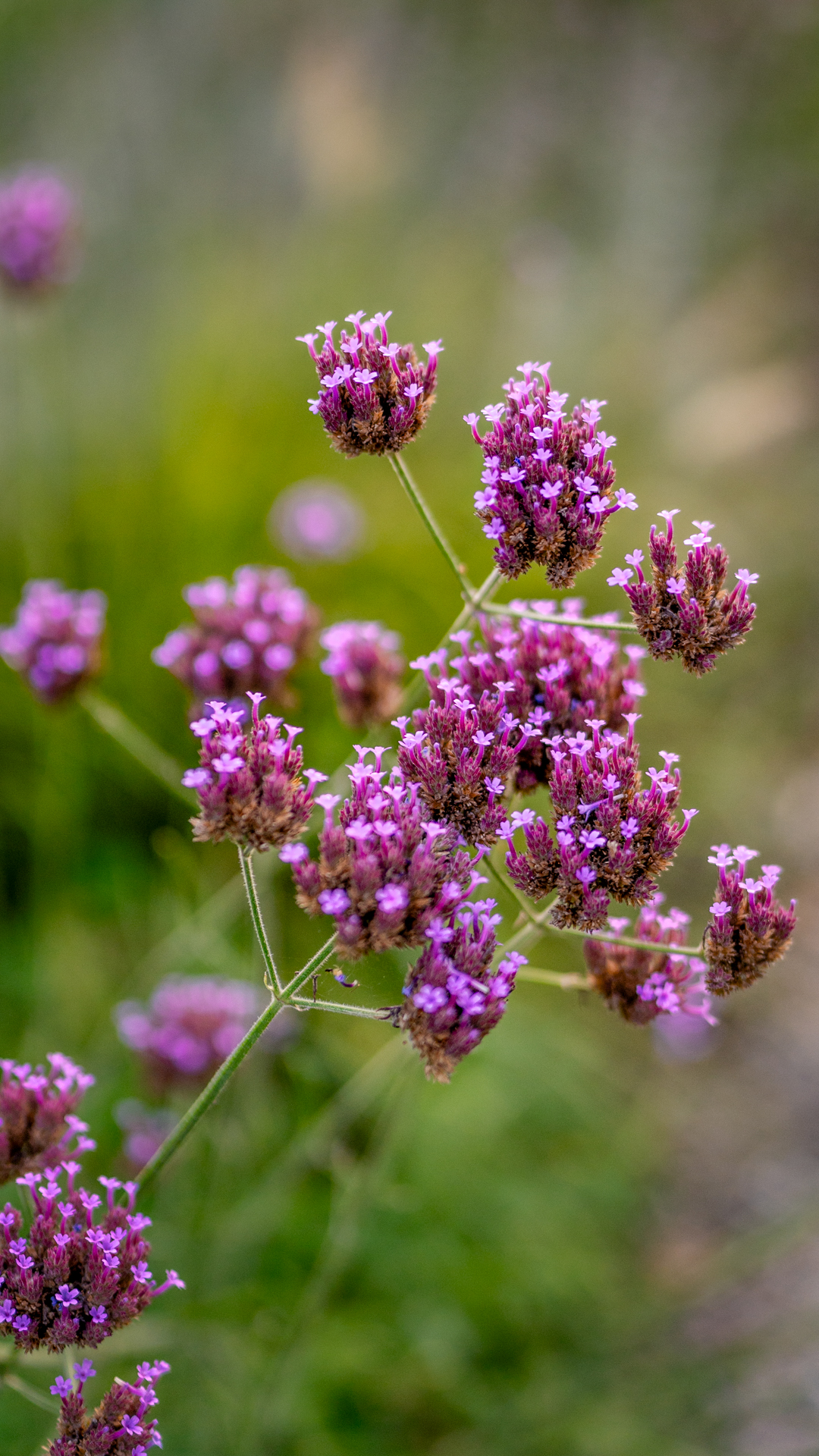 Pinkfarbene Blüten einer Eisenkraut Pflanze. 