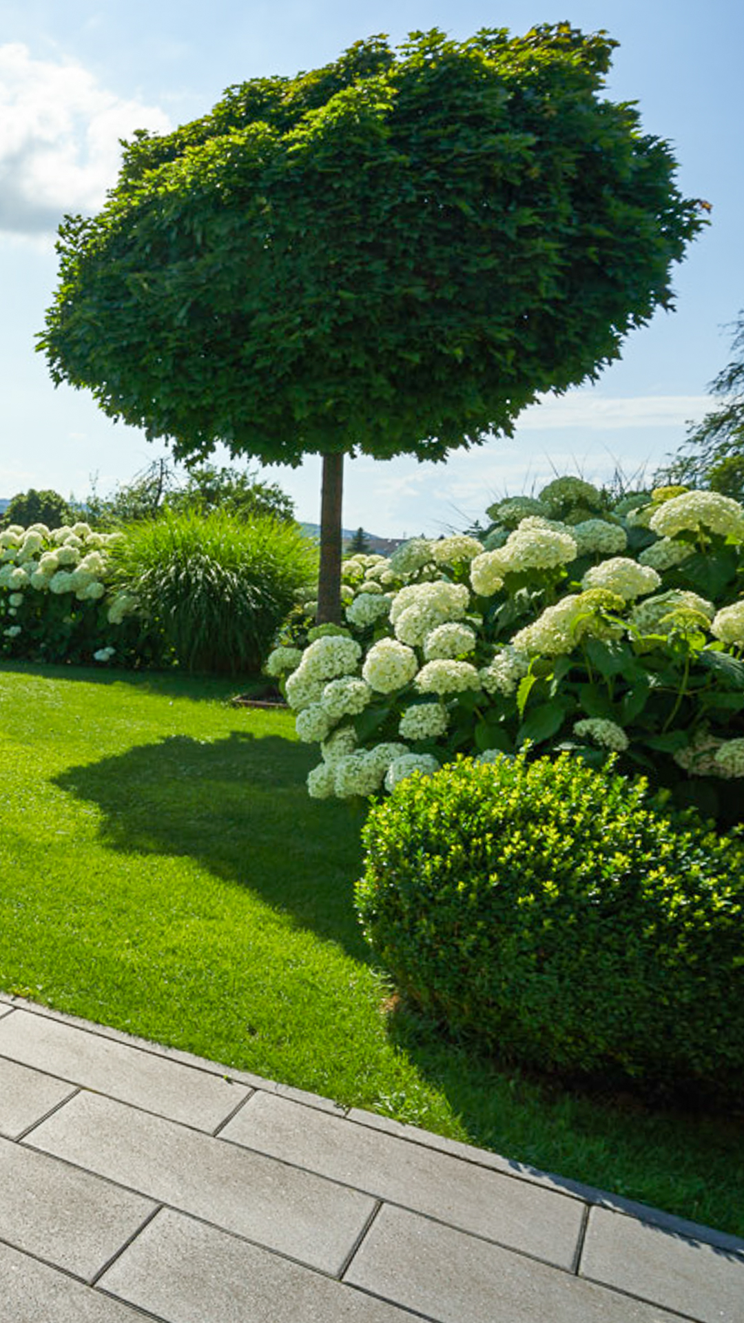 Gepflegter Garten mit fülligem Baum und Hortensien. 