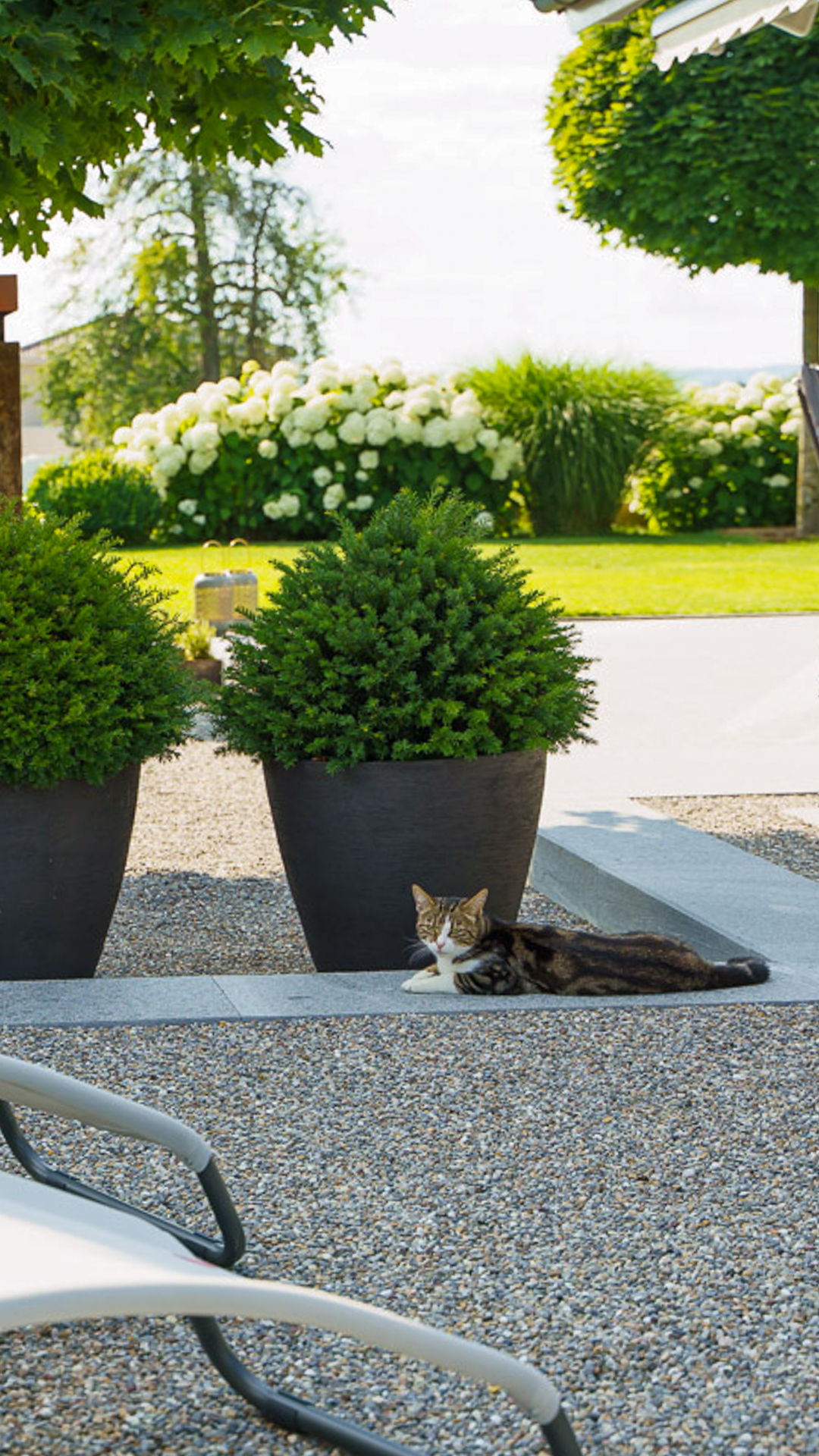 Katze liegt auf Steinmauer vor Topfpflanze in Garten mit grossen Hortensien.