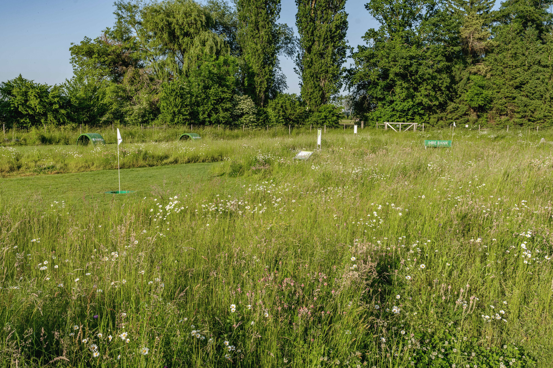 Wiese auf Fussballgolfplatz in Müllheim mir grossen Bäumen im Hintergrund. 