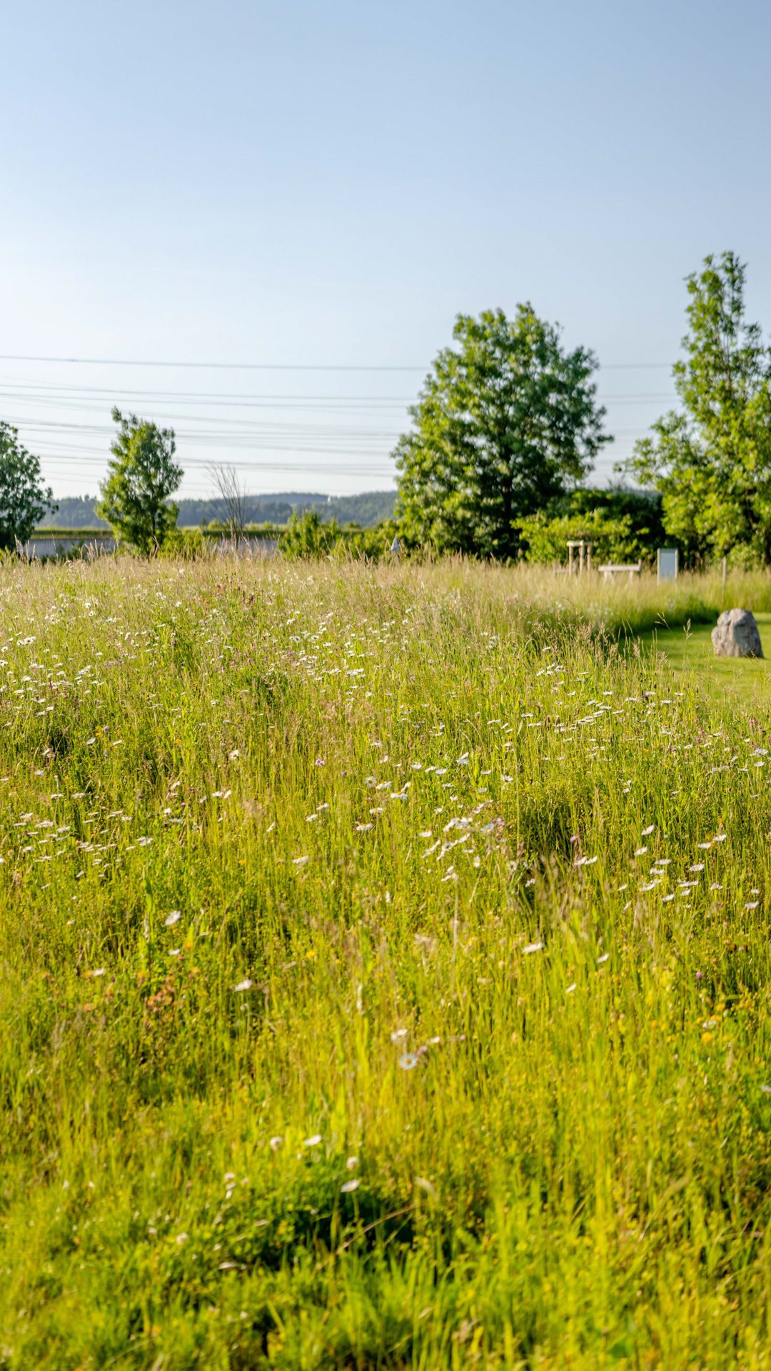 Ökologische leichte Wiese mit Bäumen im Hintergrund in Müllheim. 
