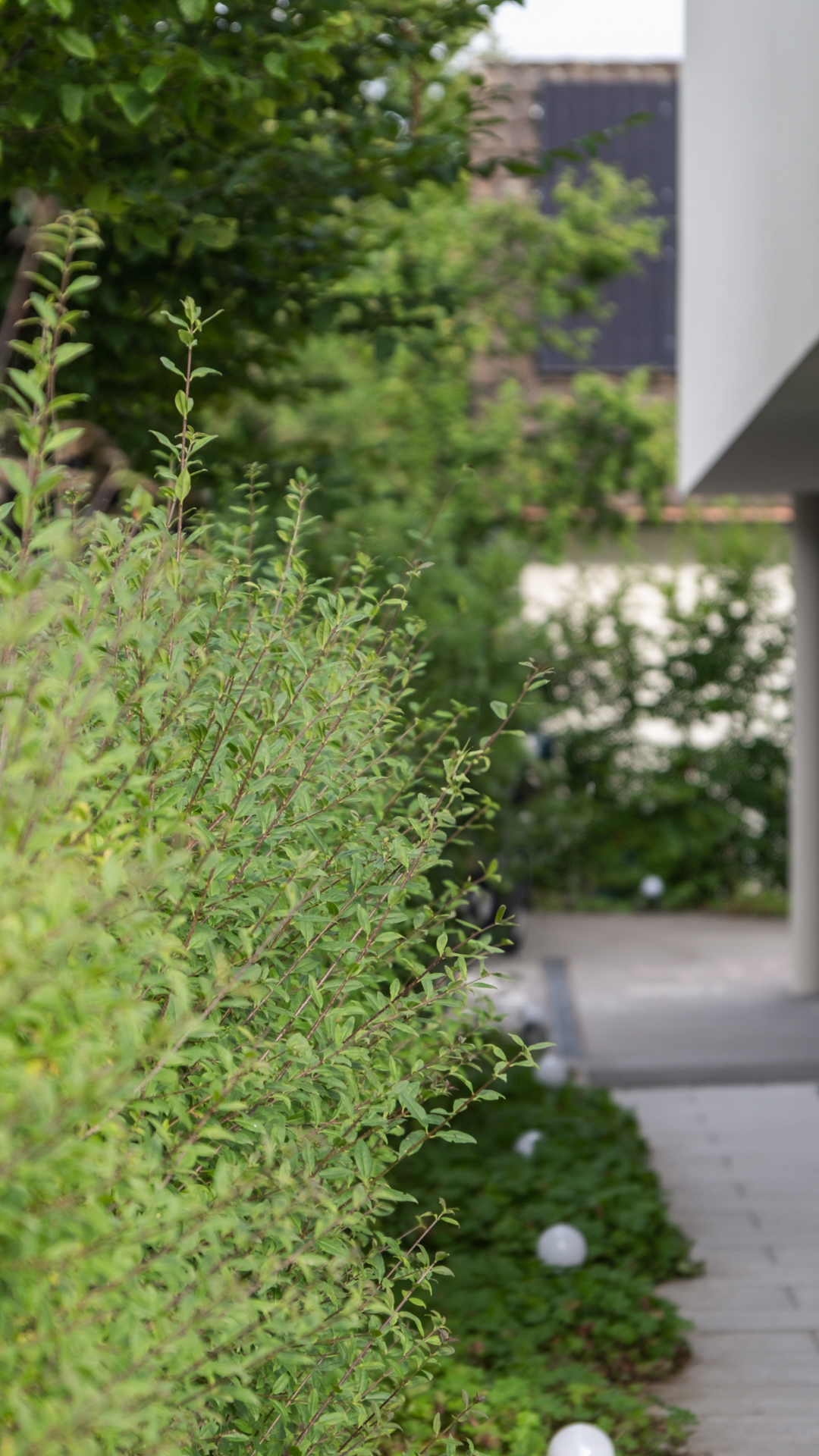 Grüner Sichtschutz im Garten. 