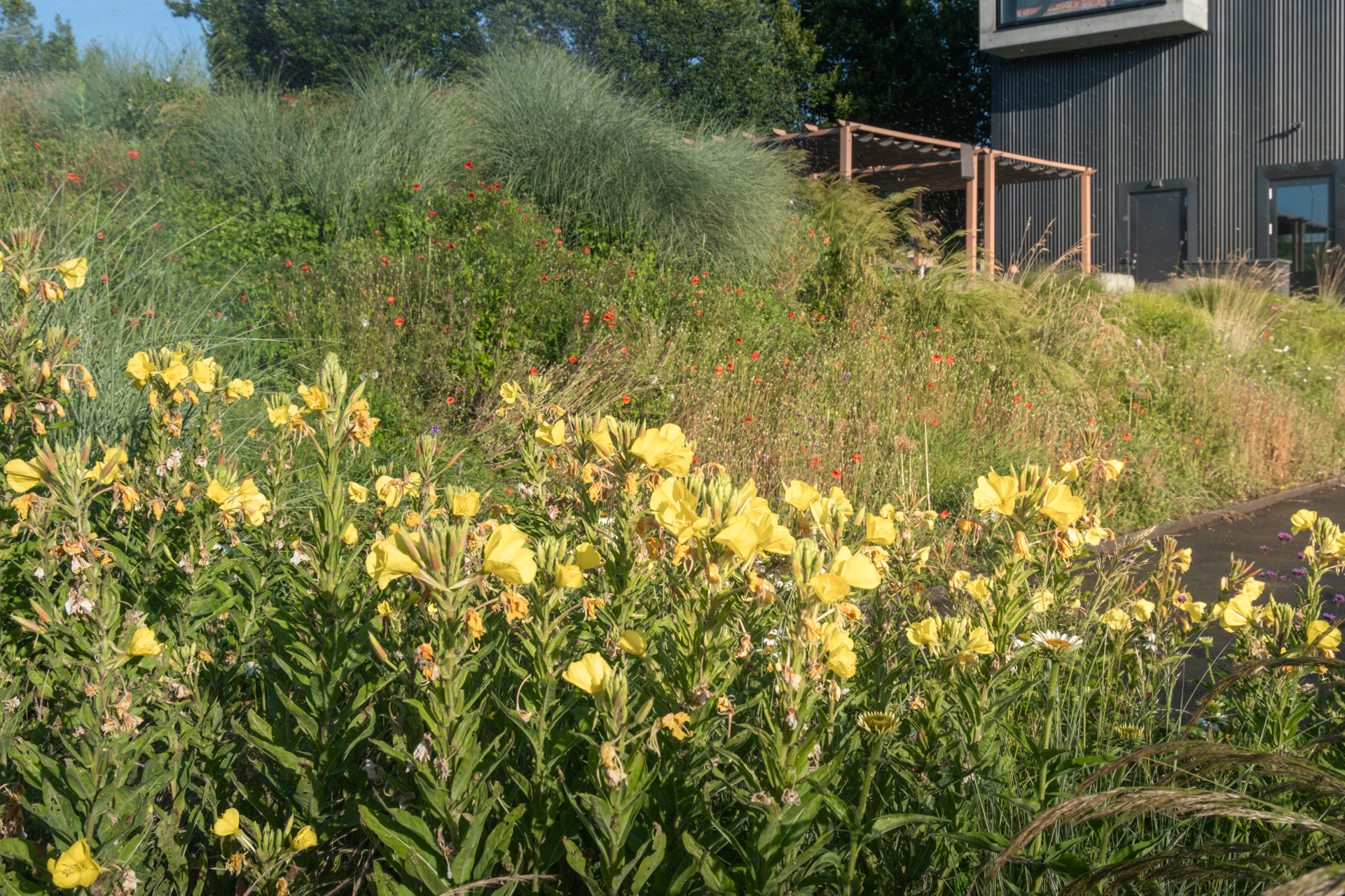 Nahaufnahem von Nachkerzen in üppiger Blumenwiese. 