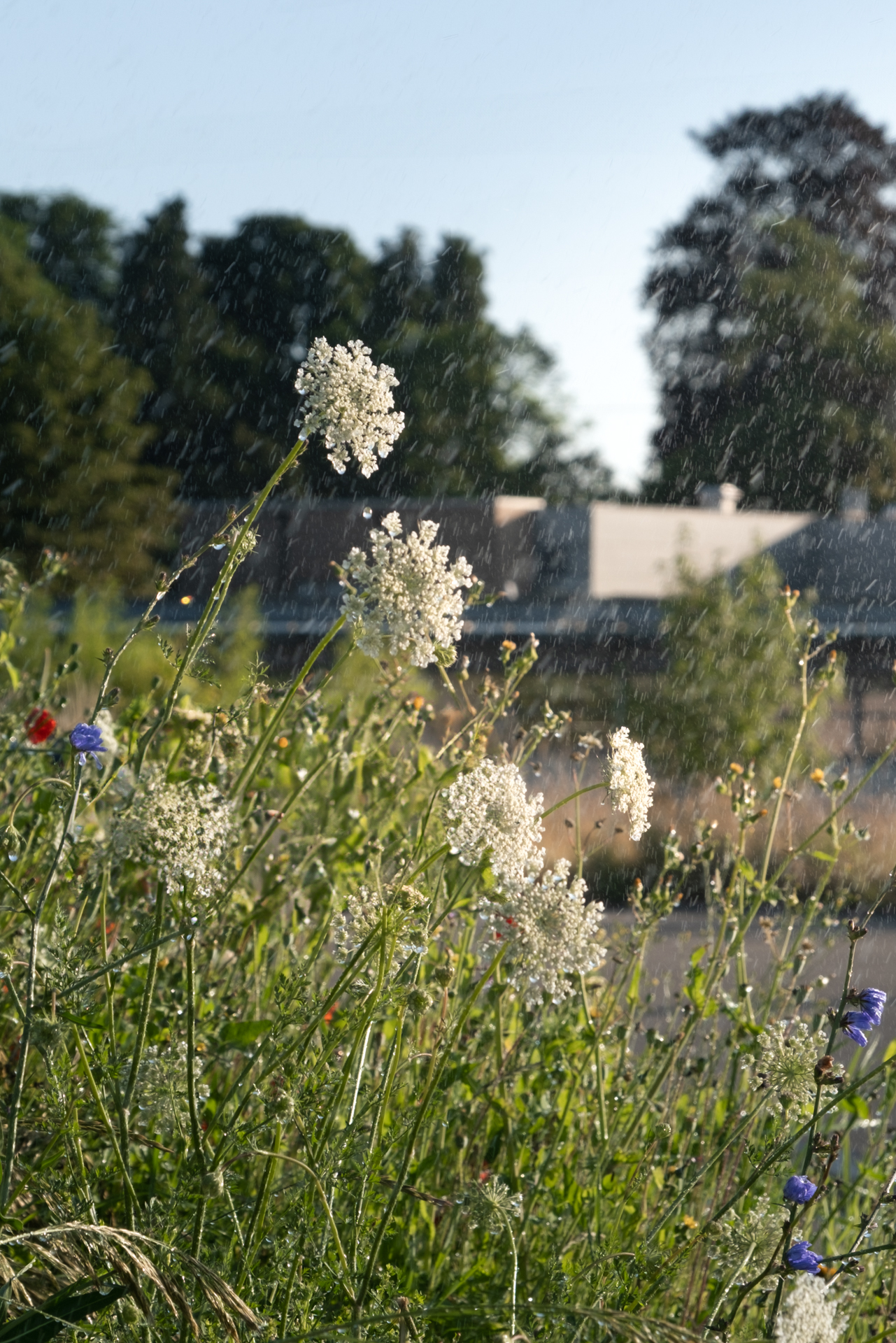Weisse Blüten im Wasserstrahl. 
