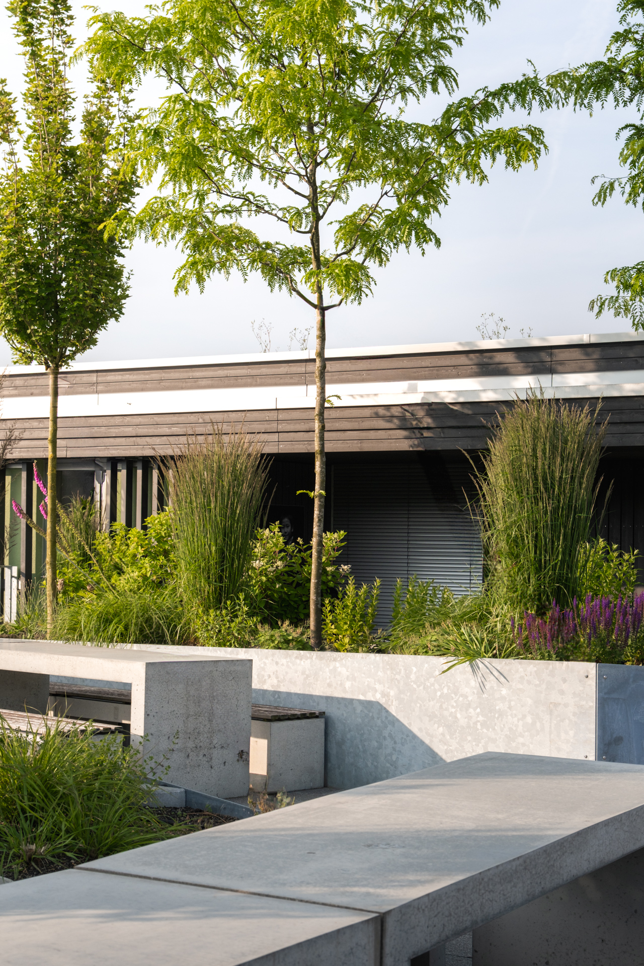 Hochstämmiger Baum in Betonblumenbeet und Sitzgelegenheiten auf einer Dachterrasse in Weinfelden. 