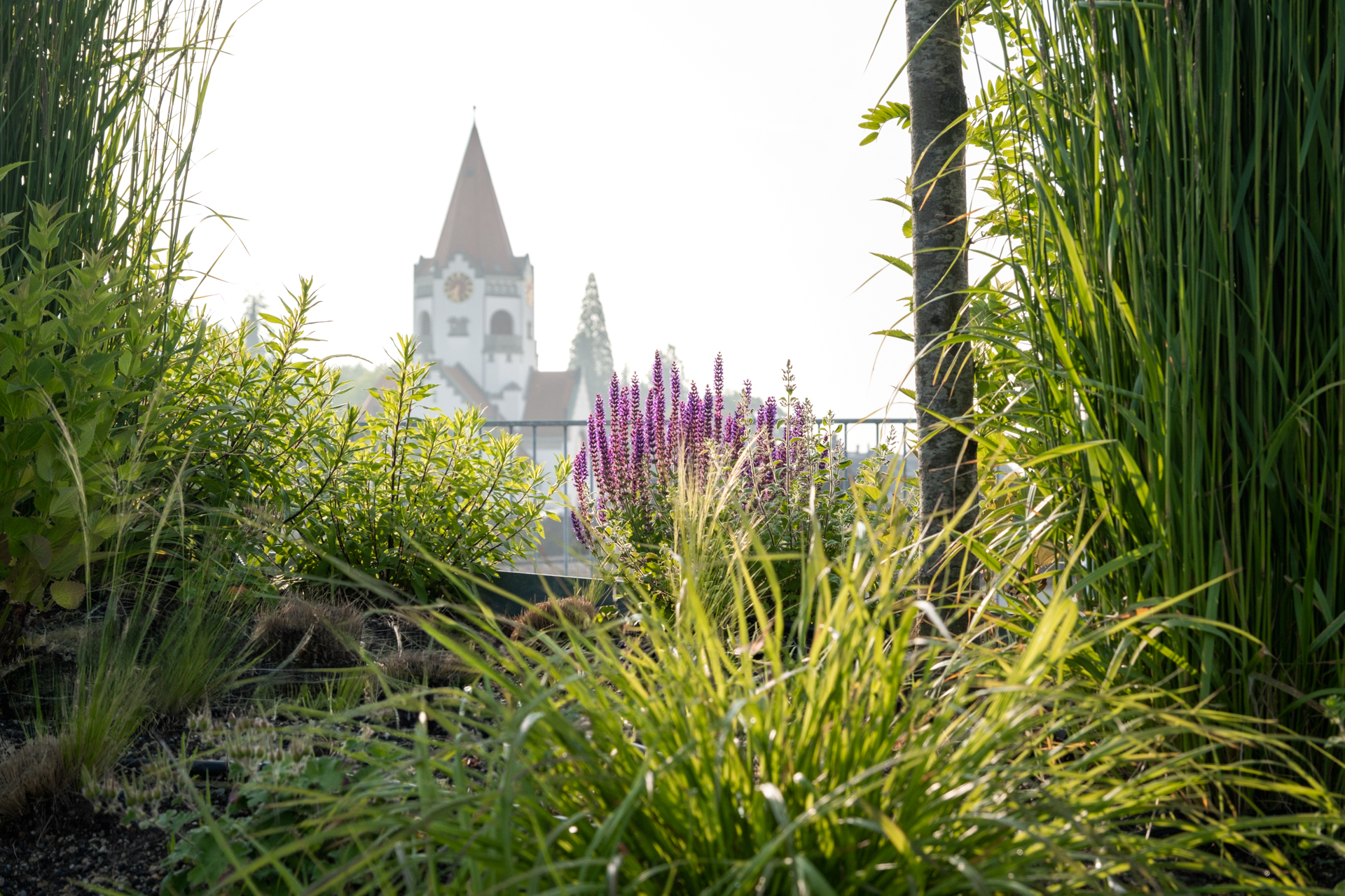 Tiefenunscharfes Bild von violett blühenden Pflanzen und Gräsern im Hintergrund etwas unscharf die evangelische Kirche Weinfelden. 