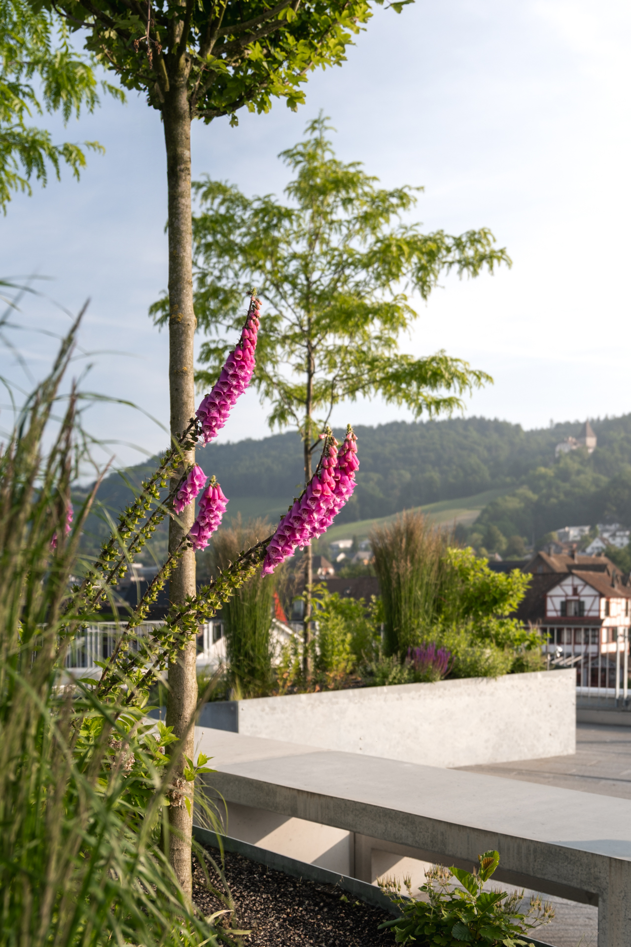 Pink blühende Stauden, mit Baum und Schloss Weinfelden im Hintergrund. 