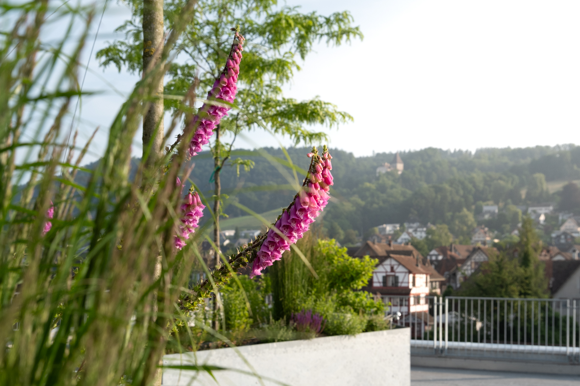 Pink blühender Fingerhut mit Gräsern auf Dachterrasse. 