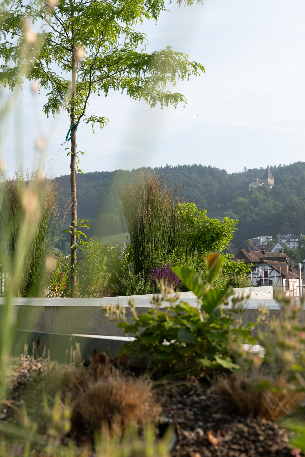 Tiefnunscharfes BIld im Vordergrund unscharfe Gräser, im Hintergrund Bäume Sträucher und Stauden. 