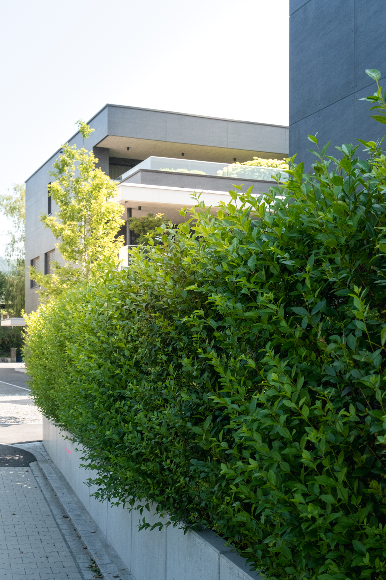Bepflanzung am Strassenrand eines Wohnkomplexes in Weinfelden geplant durch Umraum. 