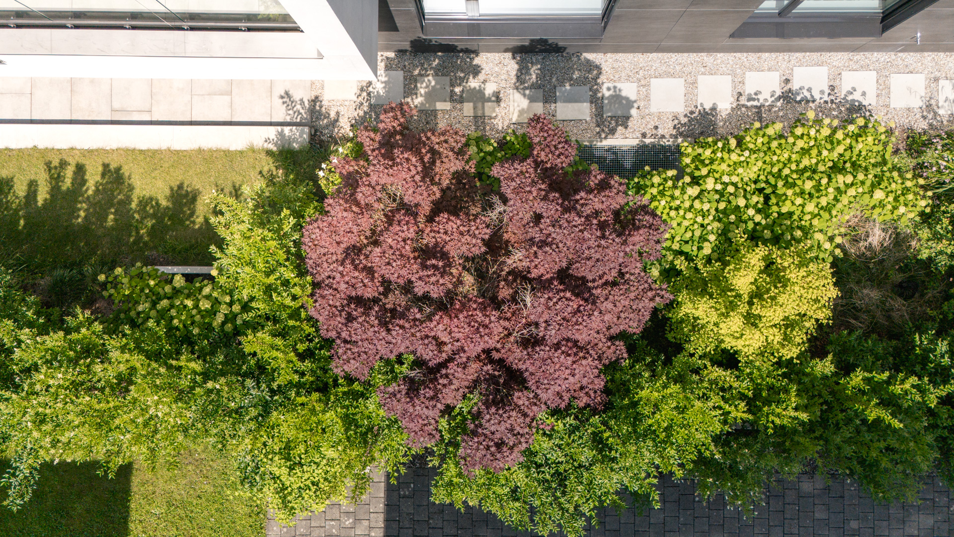 Begrünung mit Baum mit rotem Laub. 