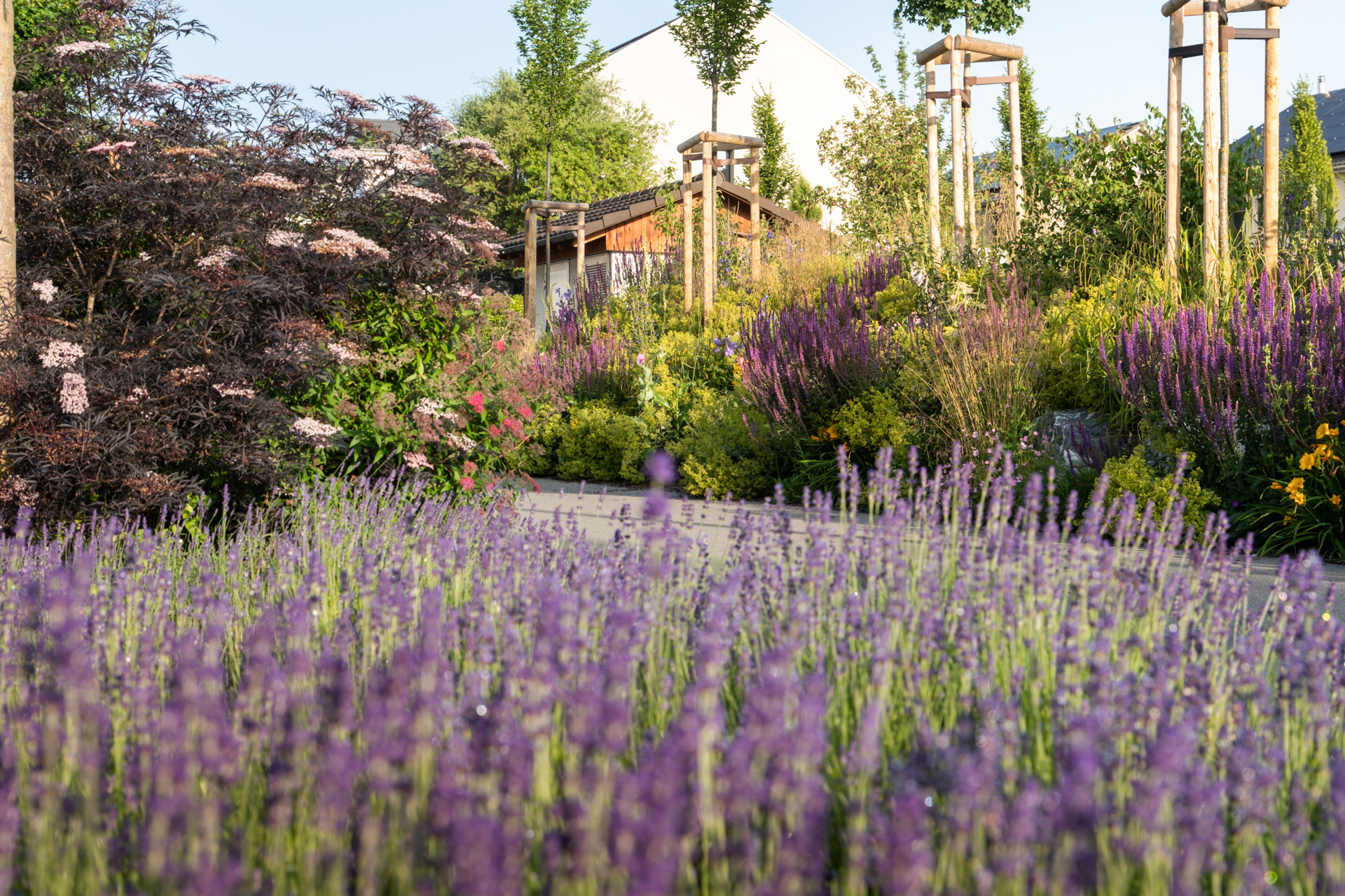 Violett blühende Bodendecker Bepflanzung im Hintergrund üppige Stauden und Beete.