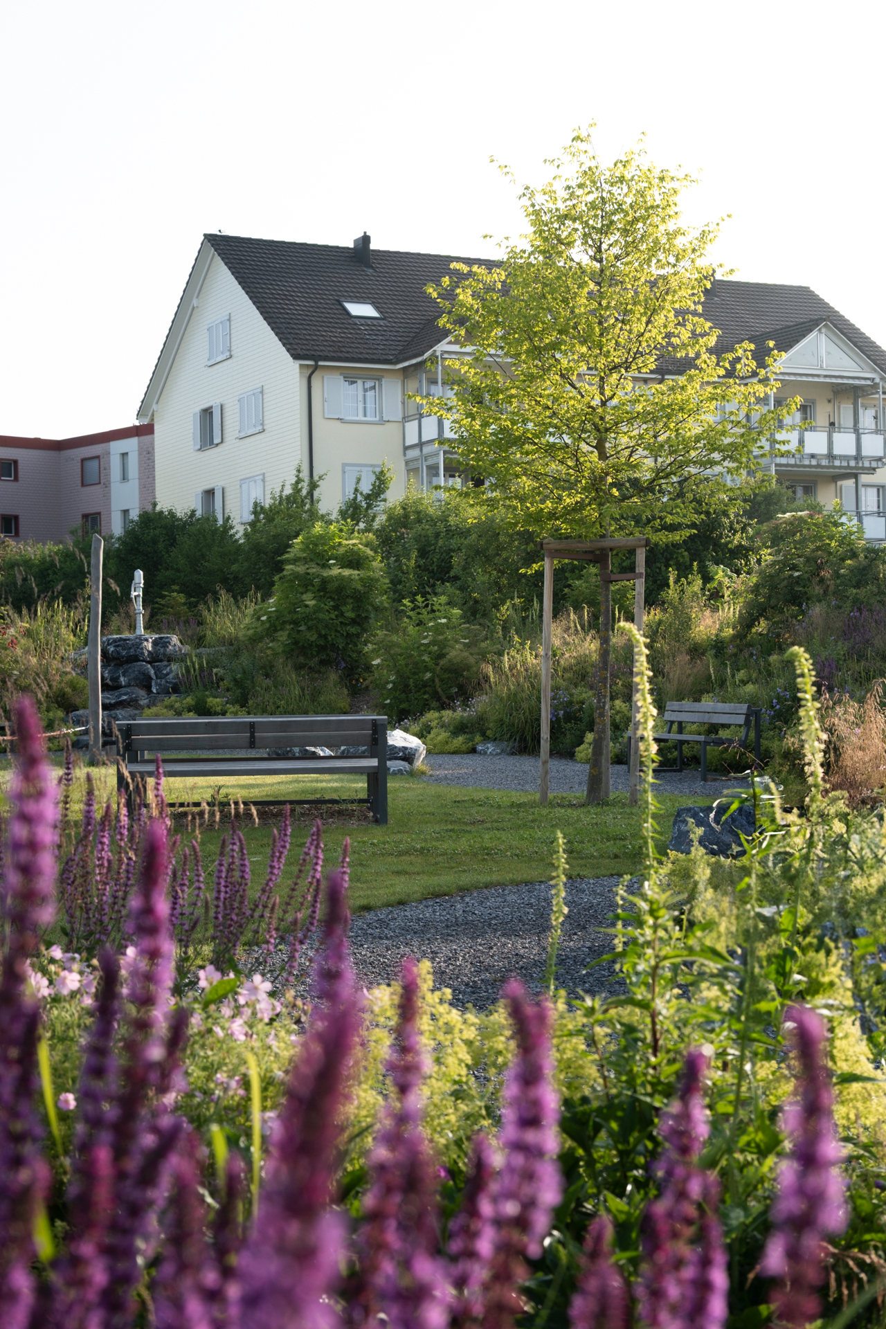 Violett blühende Stauden im Hintergrund ein Wohnblock und in der Mitte eine Parkbank neben einem Baum.