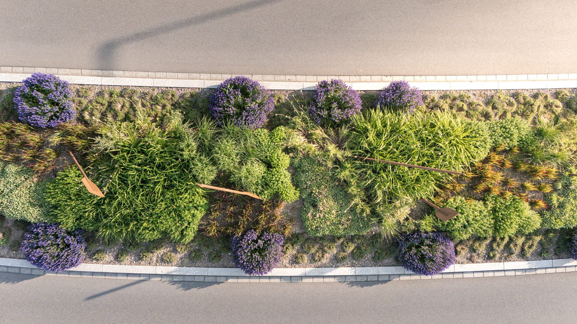 Verkehrsinsel in der Vogelansich mit sauber angeodneten Lavendel Stauden.