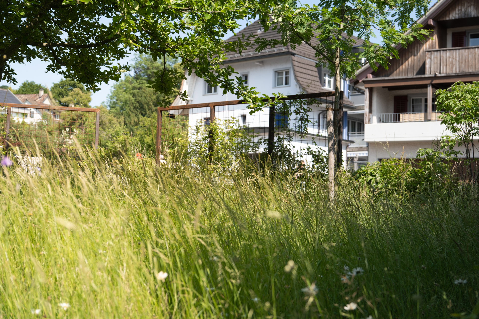 Hohe Blumenwiese mit Stahlrahemn für Kletterpflanzen im Hintergrund.