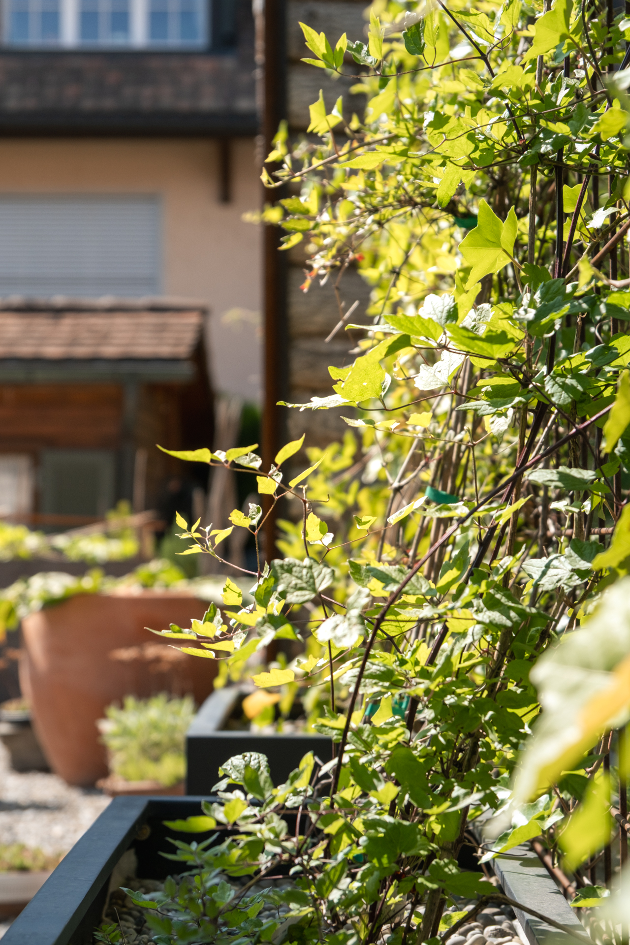 Kletterpflanze in Hochbeet aus Stahl.