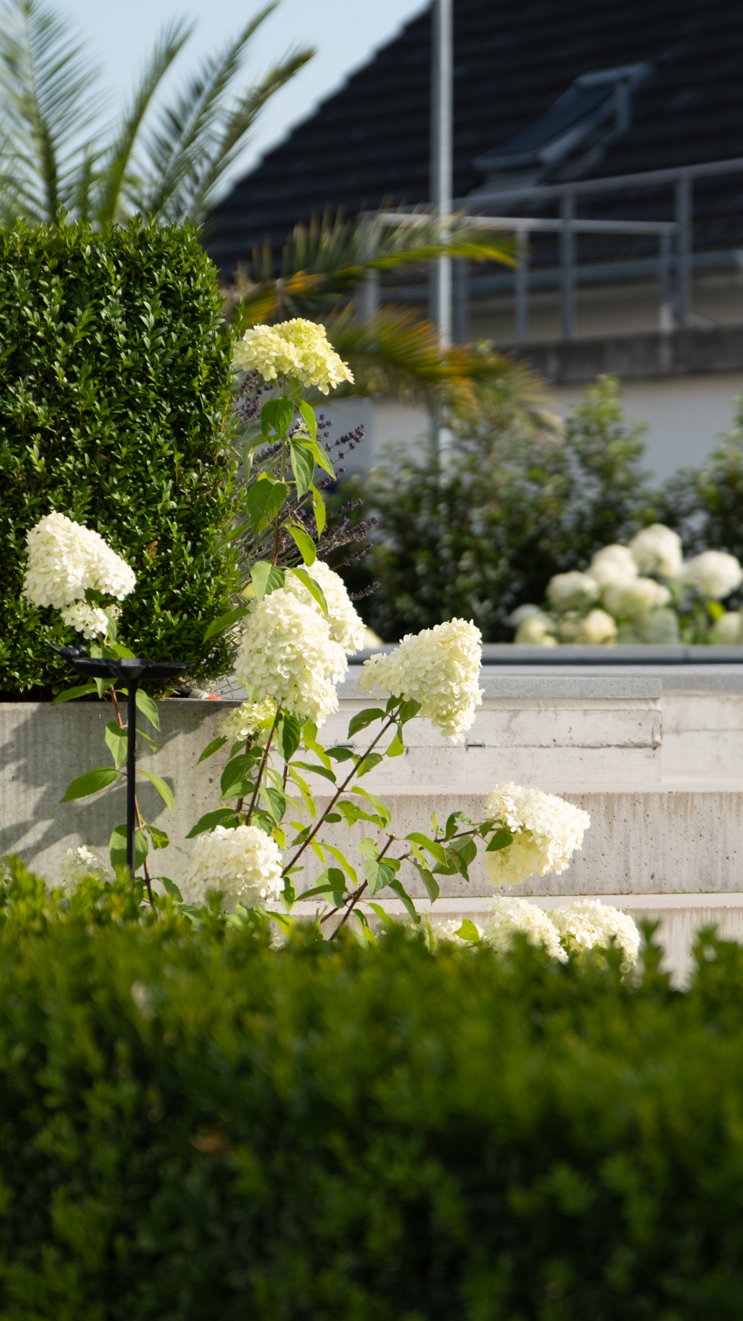 Garten mit dichter Hecke und weiss blühenden Hortensien. 