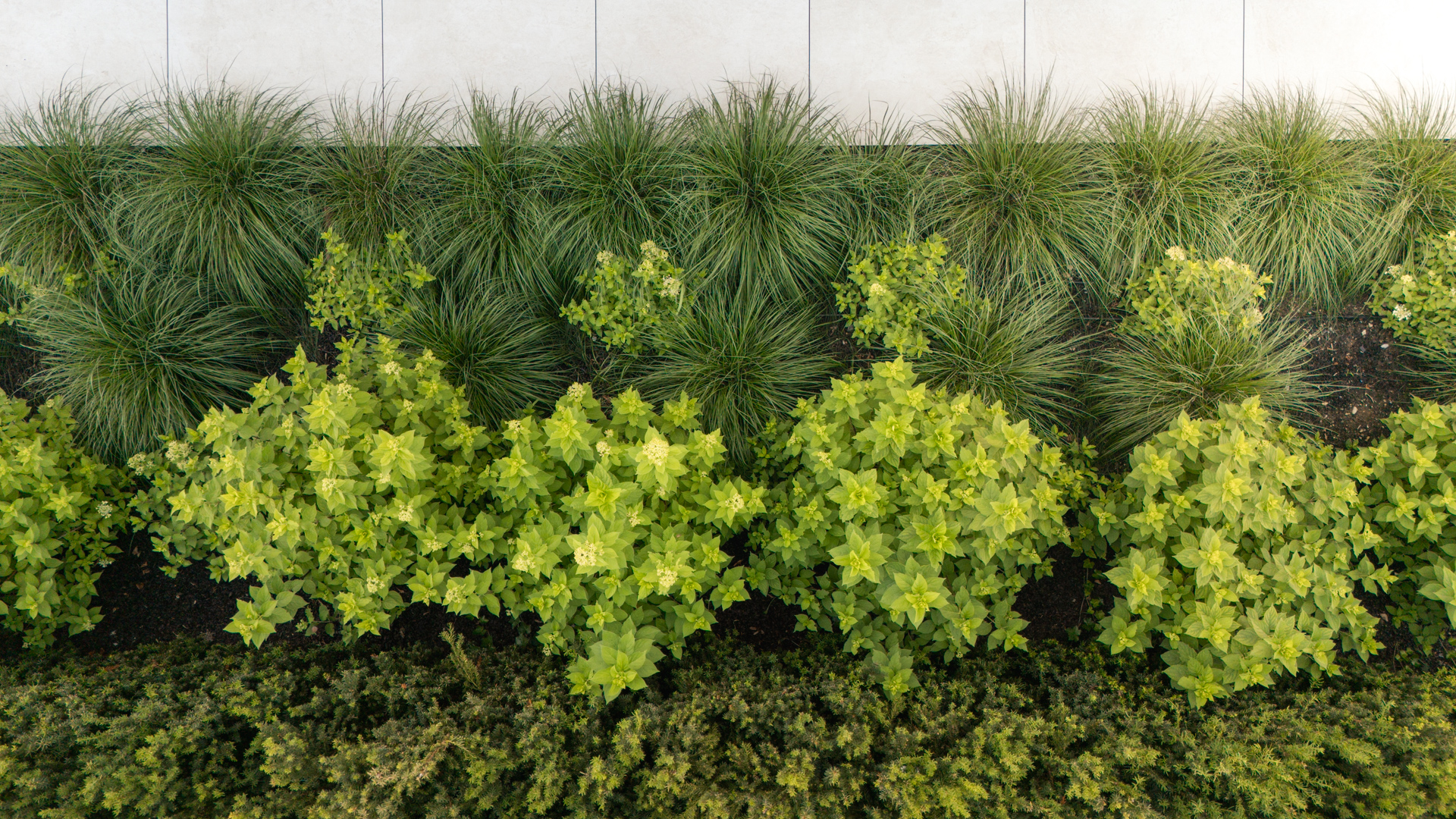 Drohenansicht: Regelmässig angeordnete Sträucher in einem geometrischen Blumenbeet. 
