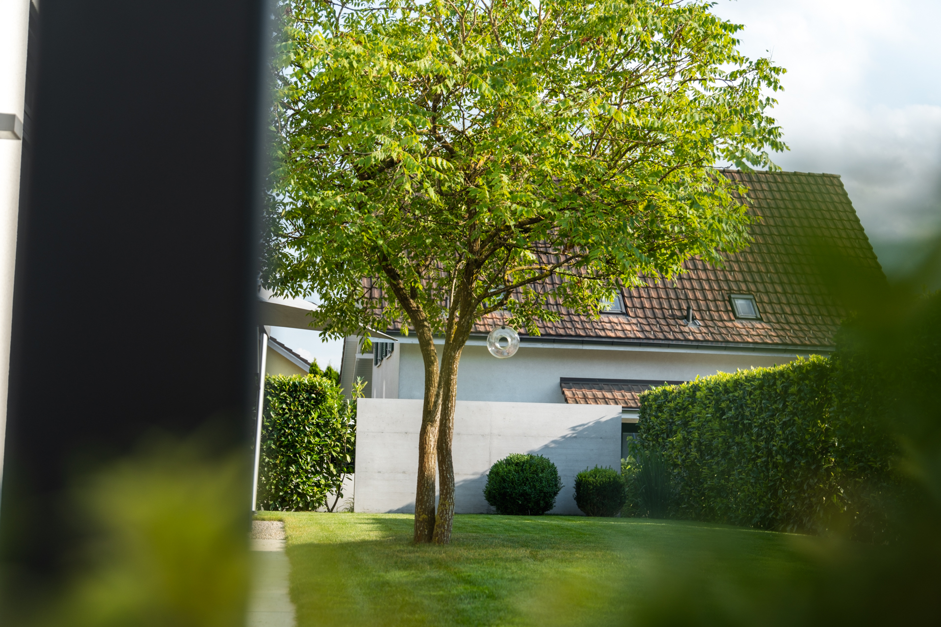 Hoher, mehrstämmiger Baum in privatem Garten mit viel Rasenfläche. 
