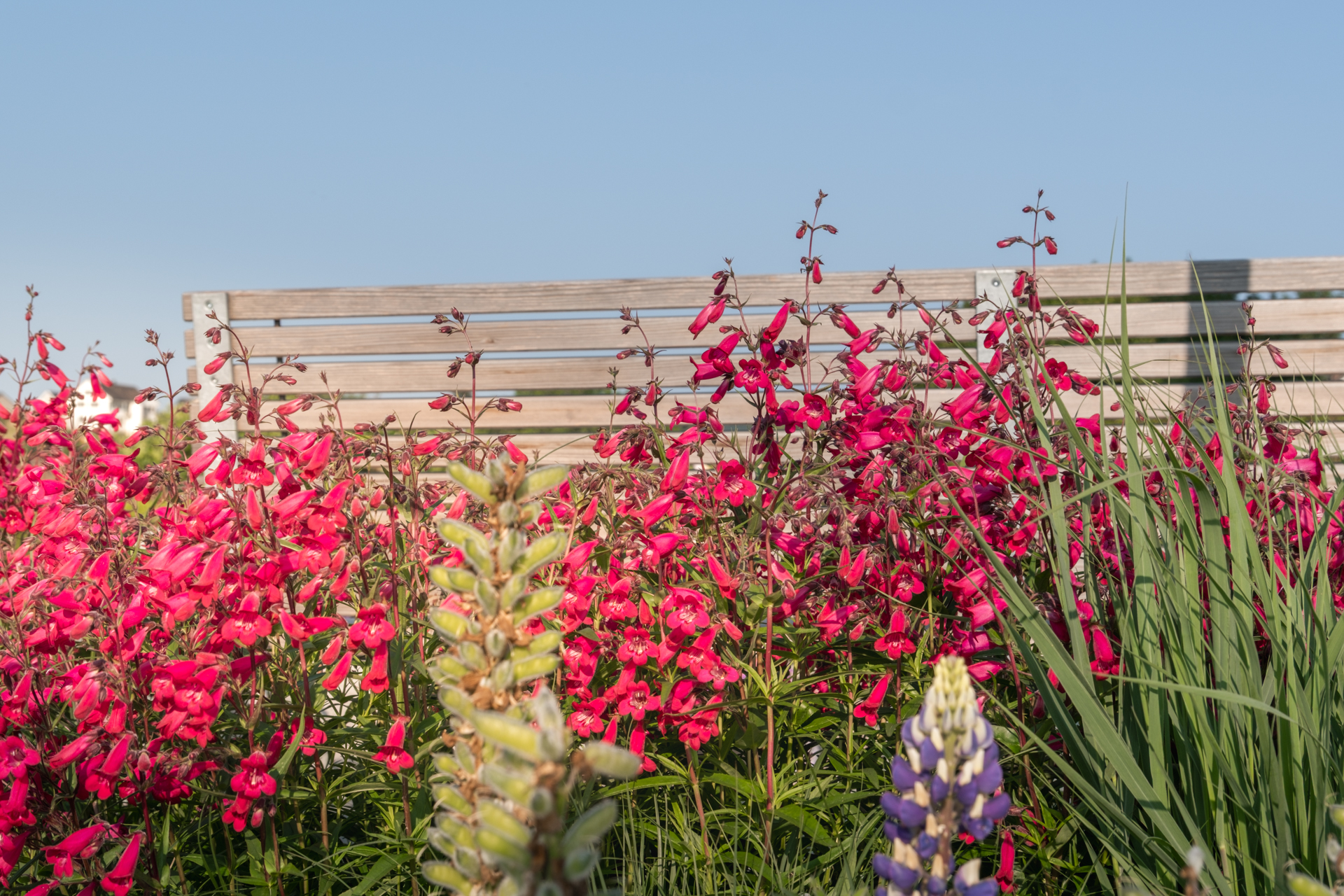 Holzwand mit farbigen Blumenbeet davor. 