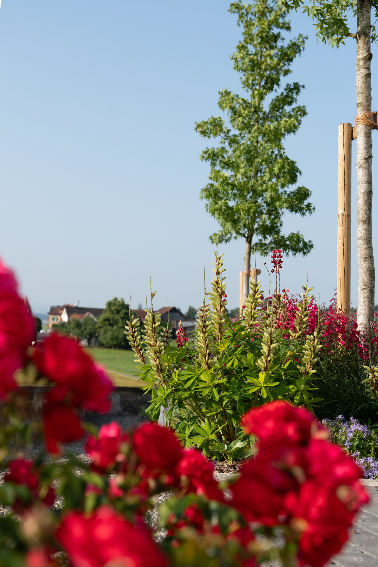 Blumenbeet mit weissen und roten Blüten im Hintergrund ein Baum vor wolkenlosem Himmel. 