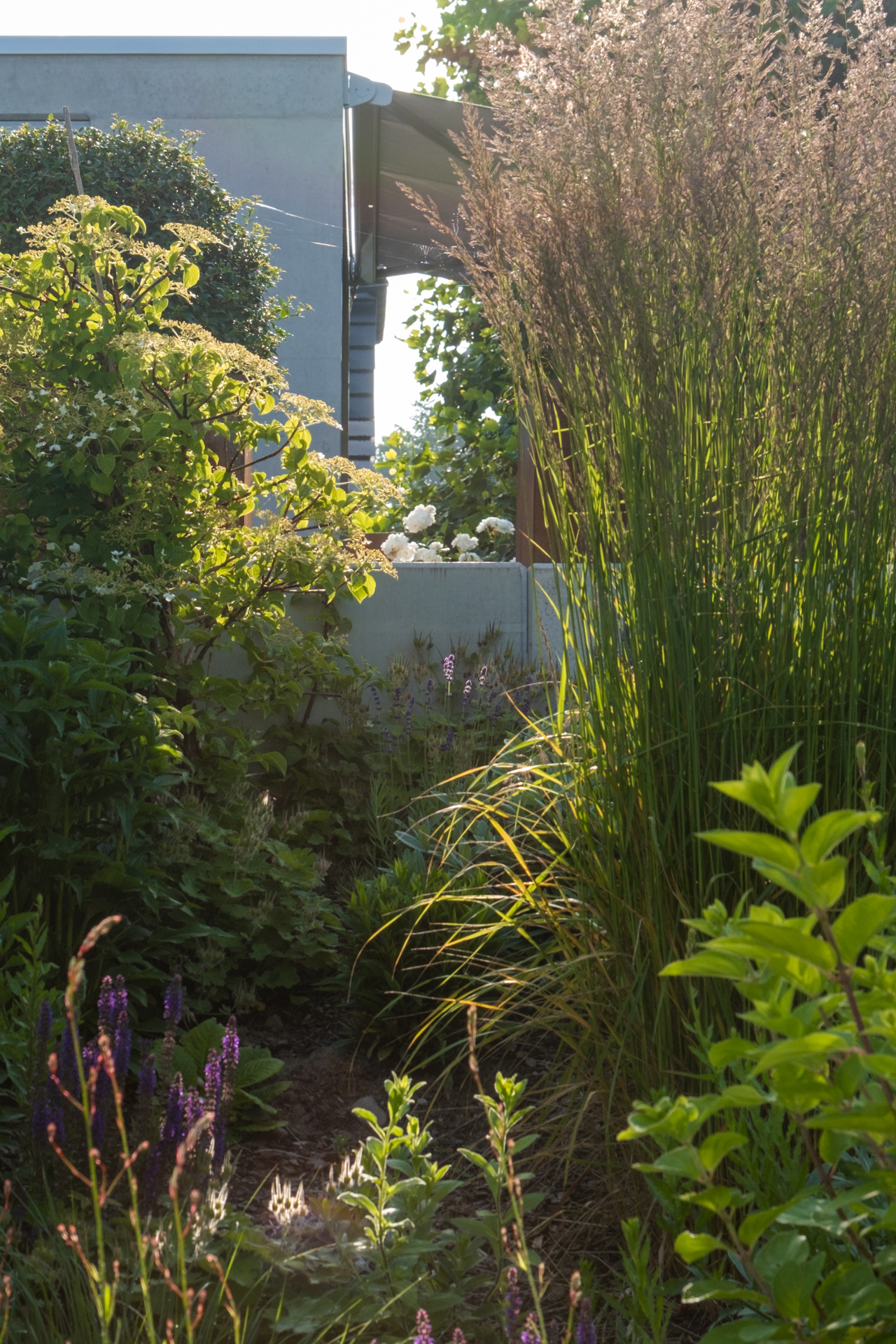 Üppiger Garten mit vielen Gräsern. 